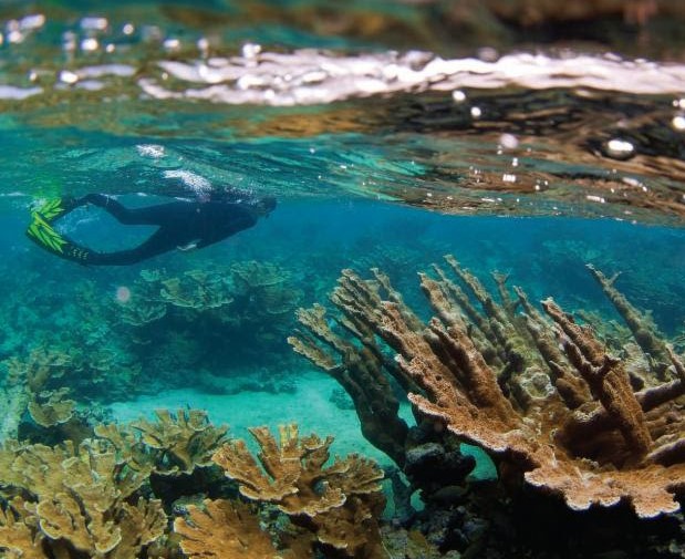 Scientists Create First Guidelines to Help Caribbean Tourism Sector Conserve Coral Reefs