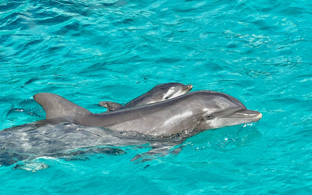 Ping, the Atlantic bottlenose dolphin, swims with her calf, born Friday at Coral World on St. Thomas. (Photo courtesy of Coral World)