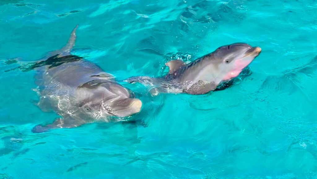 Ping, the Atlantic bottlenose dolphin, left, swims with her calf, born on Friday at Coral World on St. Thomas. (Photo courtesy of Coral World)