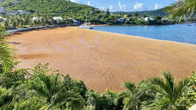 Bryan Declares State of Emergency over Sargassum Seaweed Inundation