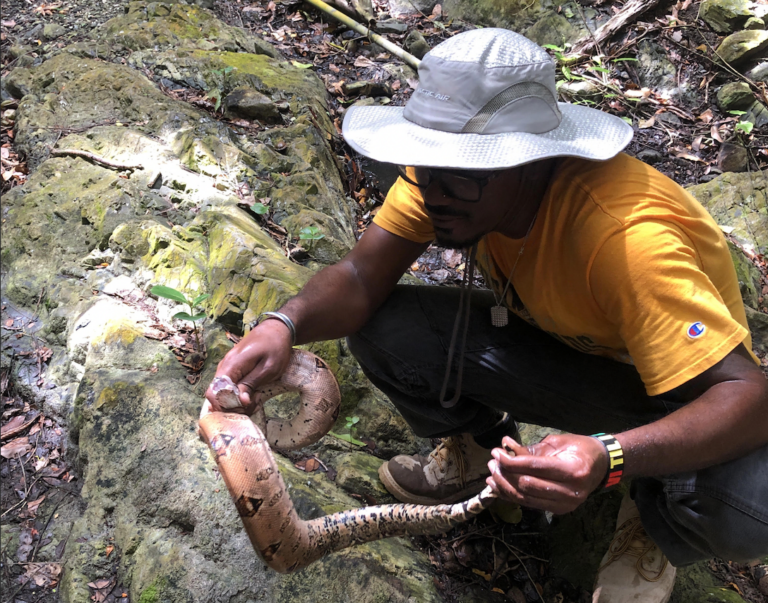 St. Croix Needs Snake Hunters