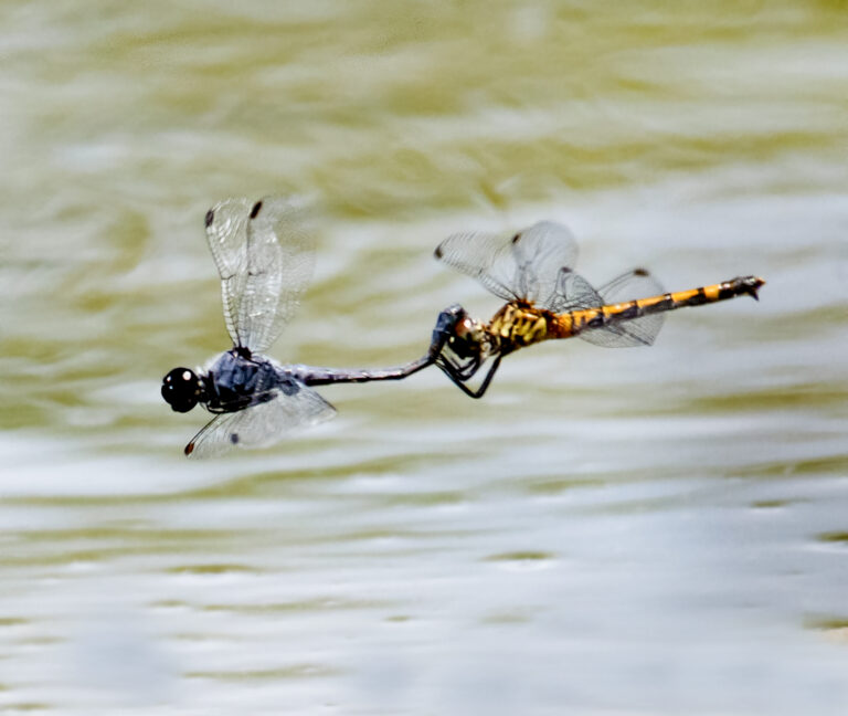 Whirlwind Romance in the Wetlands