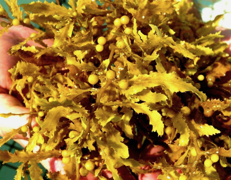 DOH Informs Public of Health Risks Related to Sargassum