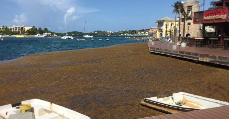 White House Approves Federal Support for STX Sargassum Woes