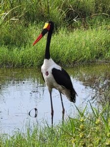 A saddle-billed stork. (Shaun A Pennington photo)