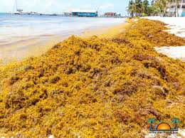 FEMA Regional Administrator Makes In-Person Assessment of Sargassum Seaweed Impact