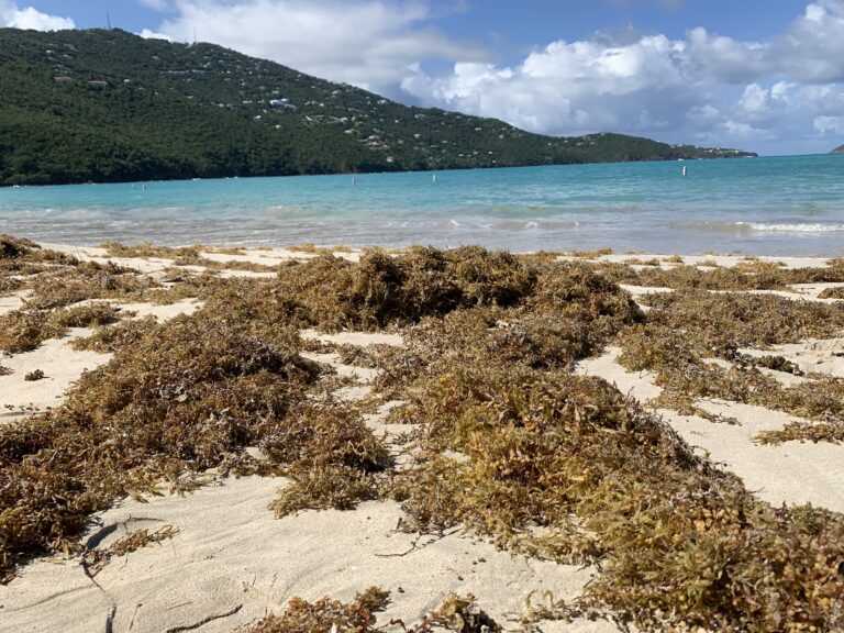 International Project Is Transforming Sargassum Challenges Into Opportunities for Caribbean Success