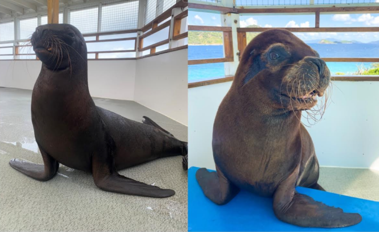 Two of Coral World’s ‘Geriatric’ Sea Lions Undergo Eye Surgery