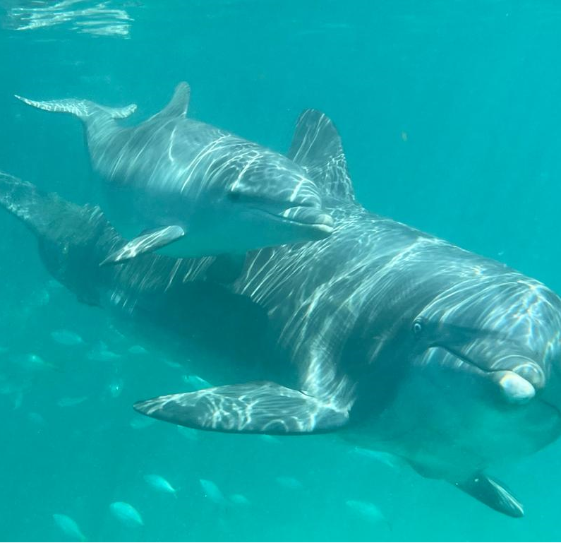 Noelani and her calf, Coki, swim together at Coral World Ocean Park on St. Thomas. (Photo courtesy Coral World Ocean Park)