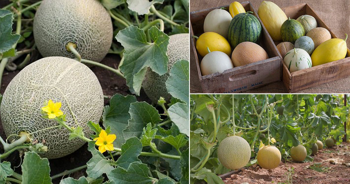 Musk melon ( Cucumis melo) is also known as melon. It is a species of Cucumis that has been developed into many cultivated varieties. (Photo courtesy Olasee Davis)