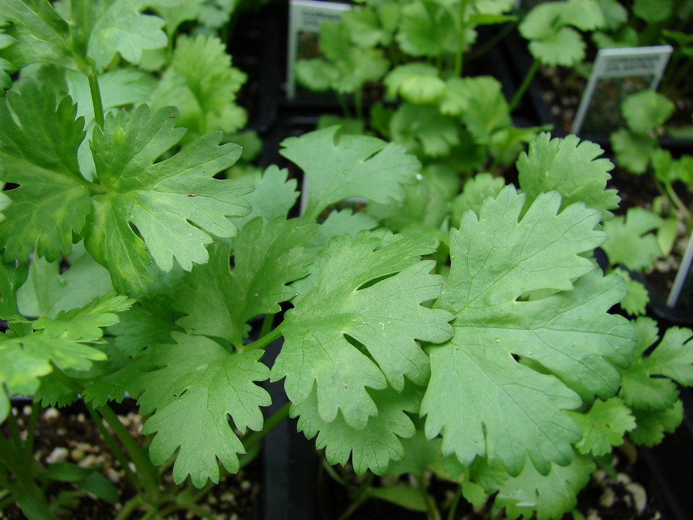 Coriander (Criandrum sativum) is a popular herb in today's modern world, especially in cooking. (Photo by Olasee Davis)