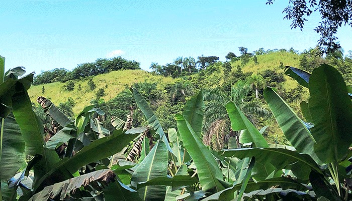 Inflation Reduction Act Funds for Climate-Smart Agriculture Available for Caribbean Farmers