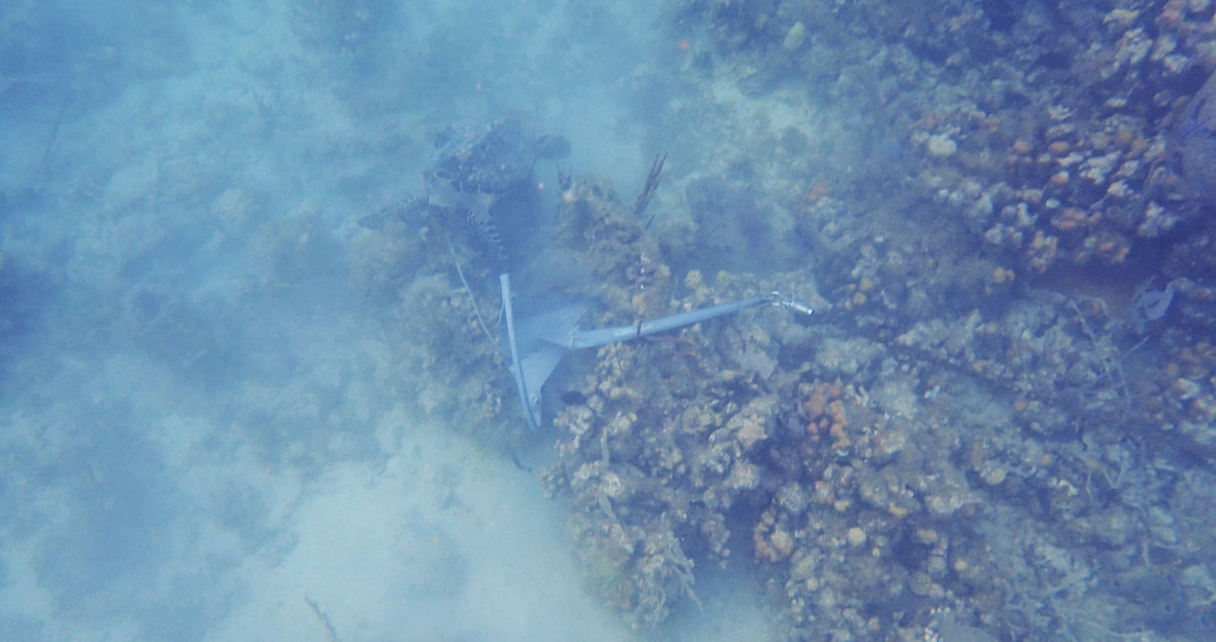 An anchor rests atop coral as a sea turtle swims by at Round Bay on St. John. (Photo by Kathy Vargo)