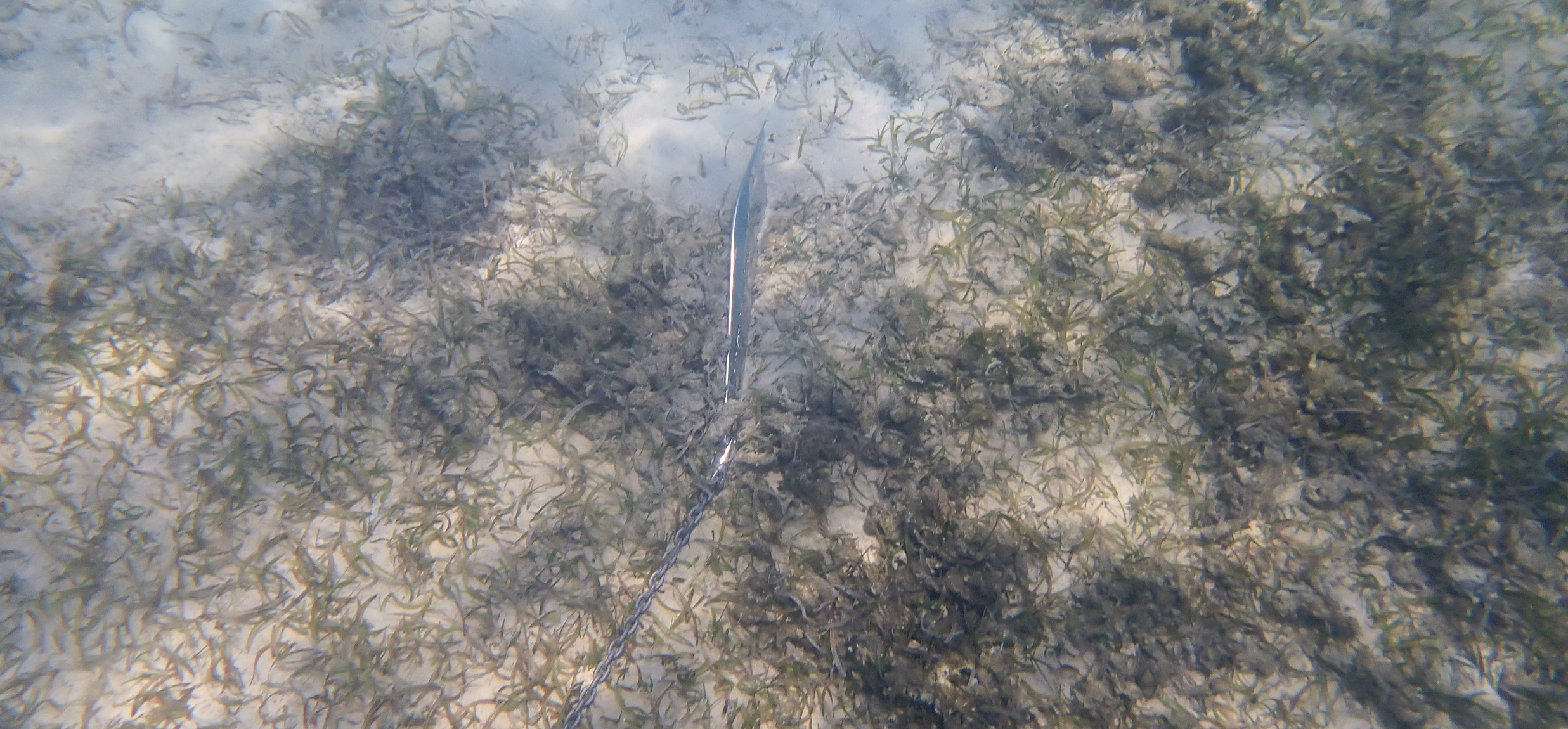 A boat anchor rests in seagrass in Round Bay on St. John. (Photo by Kathy Vargo)