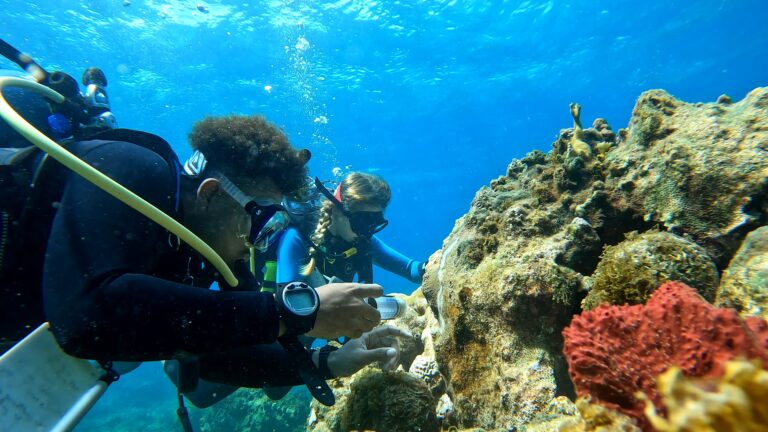 Studies Offer More Hope for Combatting Coral Disease