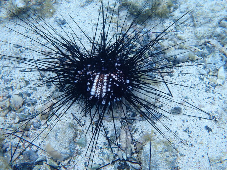 Scientists Finger Sea Urchin Killer; Try to Arrest Its Progress