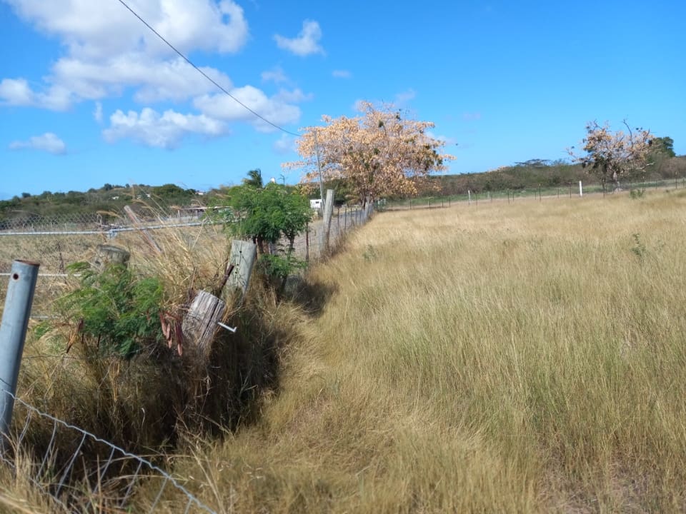 A thibet ( Albizia lebbeck) tree in opening pastureland in Estate Golden Grove. The green spots on branches of the thibet trees are parasite. These parasites either blew in from hurricanes or brought in by humans. (Photo by Olasee Davis)