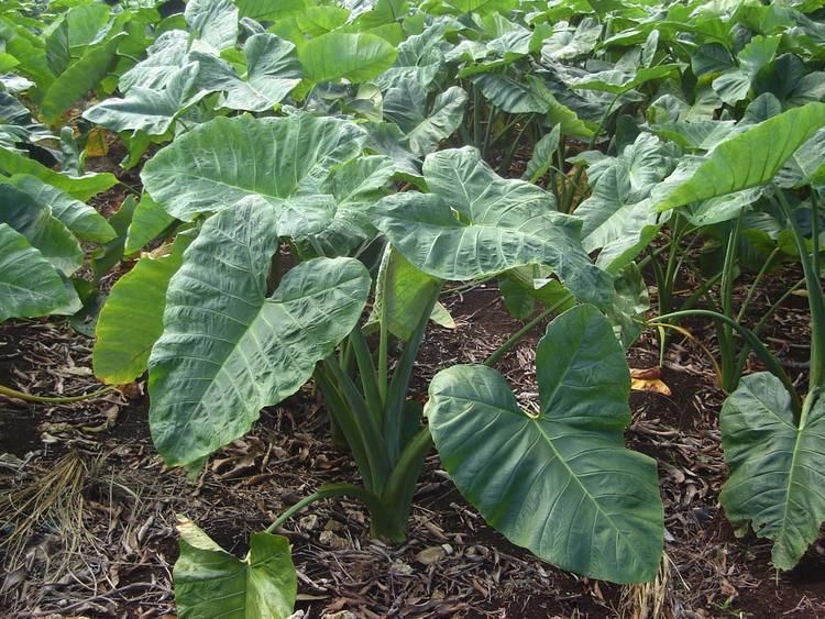 Xanthosoma sagittifolium is an herbaceous crop that belongs to the Aracea family and popularly known as Tannia, Taioba, Mangarito, Cocoyam, Taia, Elephant Ear, and by other names as well. (Photo by Olasee Davis