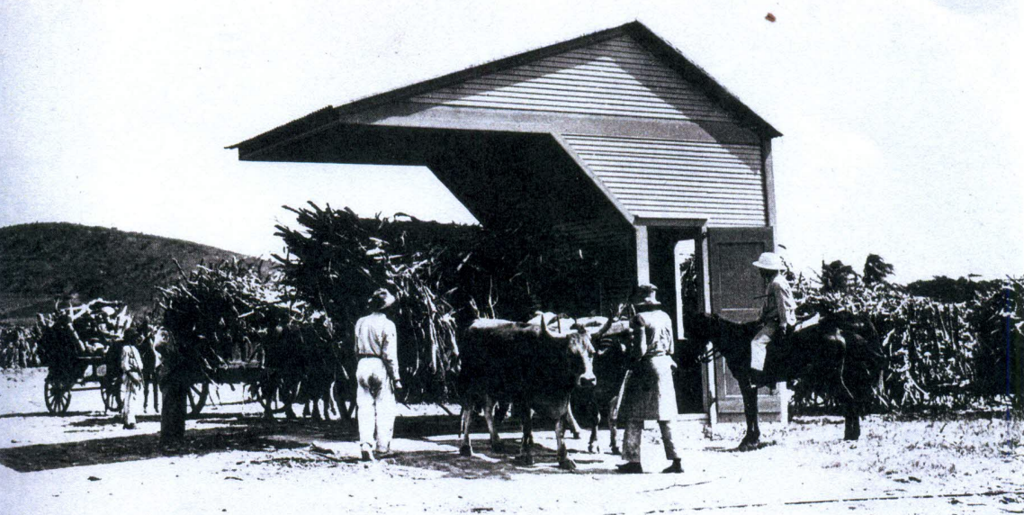 Estate La Grange Scale House showing the bullcart delivering cane to the site. This was very common before and after emancipation during the Danish rule of St. Croix particularly. (Photo courtesy Library of Congress)