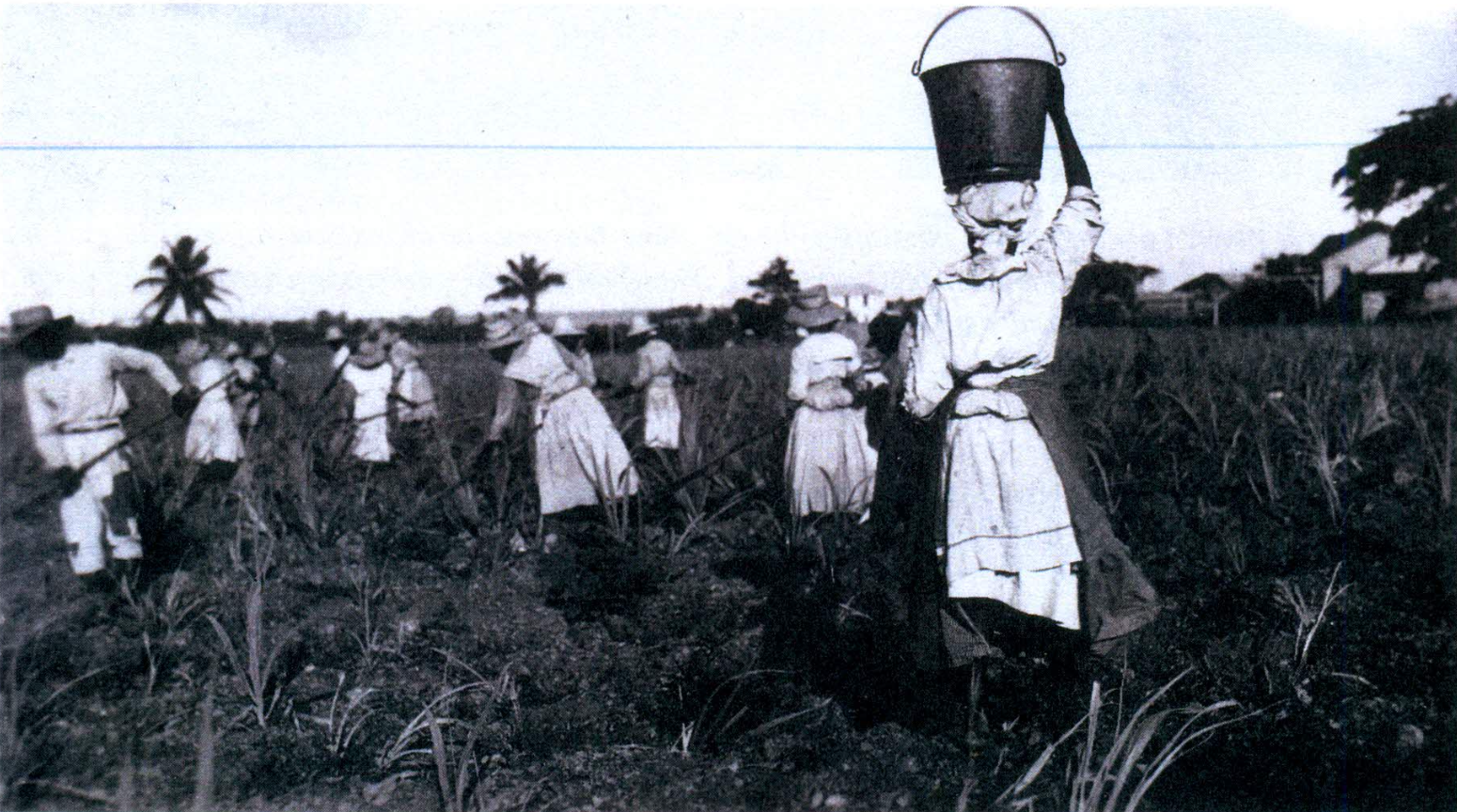 A gang of women weeding the young cane field. In 1818, Budhoe mother was listed as a field worker. (Photo courtesy Library of Congress)