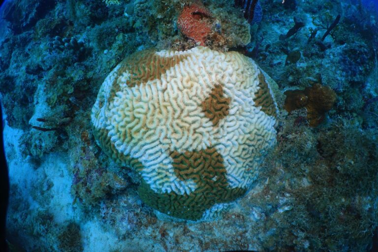Researchers Uncover Some Secrets of Stony Coral Disease, Still Search for Its Cause