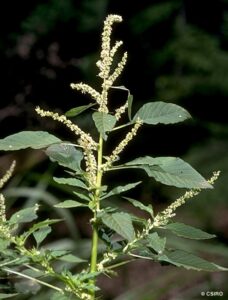 Manbrower (Amaranthus spinosus) is another herb used in our kallaloo. This herb is also known as “wild spinach." (Photo by Olasee Davis)