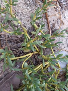 Sea Pussly or Purslane (Portulaca oleracea) was eaten raw and used in kallaloo. Sea Pussly grows mostly along the coastline of the Virgin Islands. (Photo by Olasee Davis)
