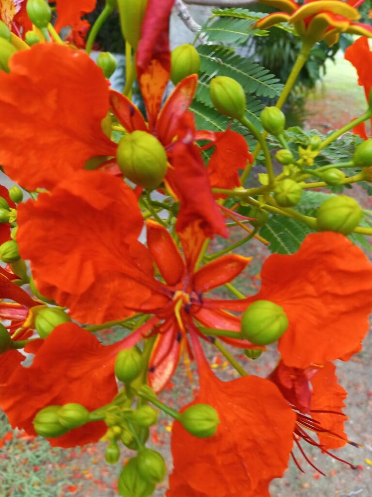 There are several flower clusters on the Flamboyant tree that are 6 to 10 inches long and are borne laterally near the end of a twig, each with loosely arranged, slightly fragrant flowers.” (Photo by Olasee Davis)
