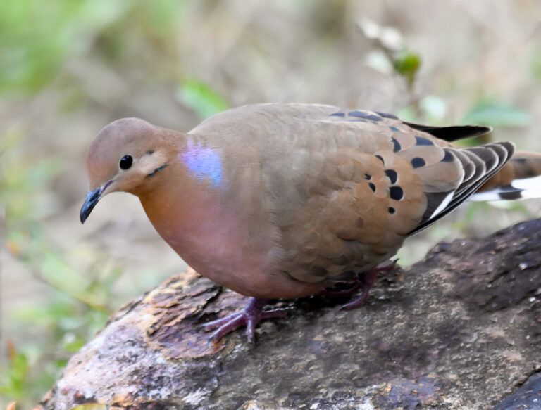 Seeing Zenaida Doves, Not Mourning Doves, in the Virgin Islands
