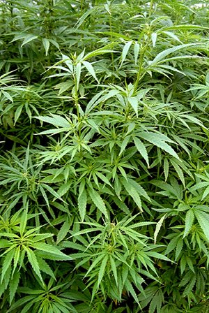 Board Issues Draft Cannabis Rules