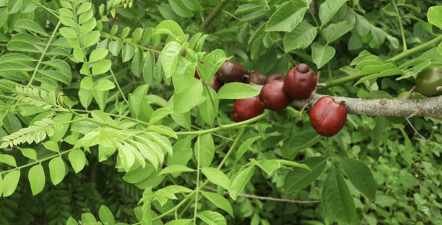 This is the purple or red plum attached to the stem of the tree. However, the purple or red plum might be a shrub or low-branched small spreading deciduous ( Spondias purpurea) tree reaching about 25 to 30 feet in high, with a thick trunk to 1 foot in diameter. (Photo by Olasee Davis)