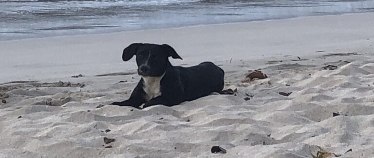 Magens Bay Authority Working to Capture Stray Dogs Roaming Beach