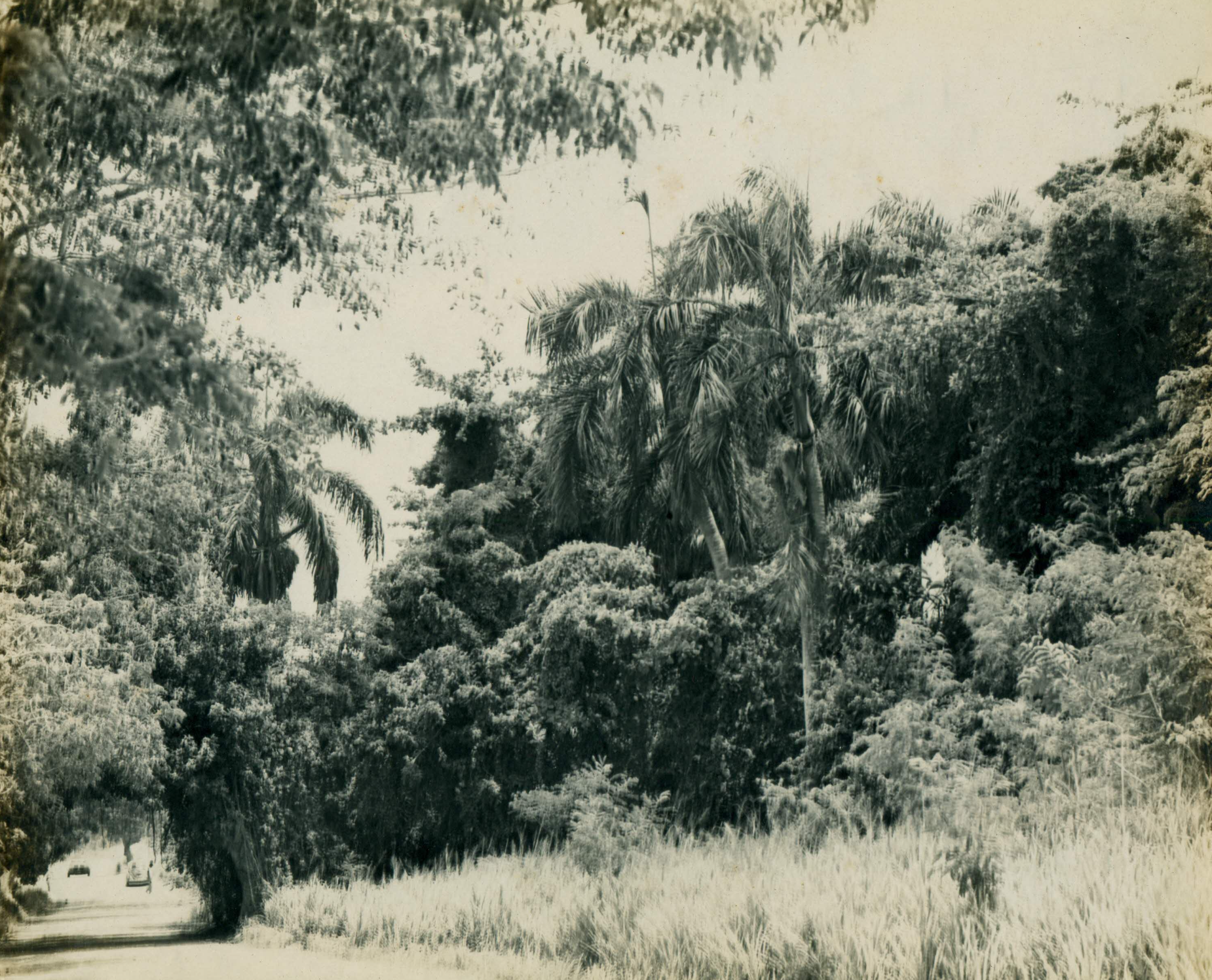 The road led leading to Holy Cross Church. Nature took over the cane fields fast once Bethlehem Sugar Factory closed its doors for good in 1966. (Image courtesy Olasee Davis)