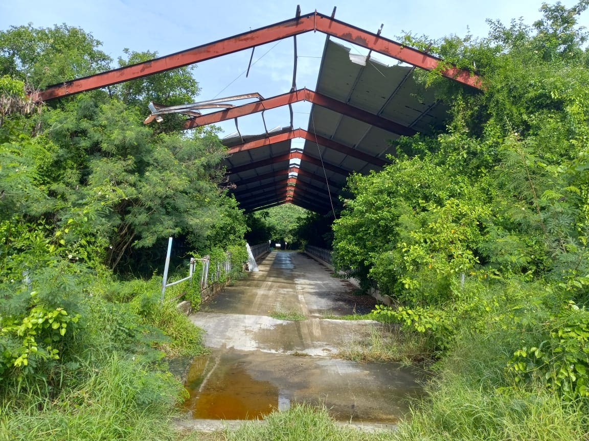 This is the old milking parlor at Estate Windsor Forest dairy farm on St. Croix. In the 1880s, Alice Lloyd was one of the early pioneers with her husband of dairy farming in the Virgin Islands. According to the 1969 census, seven commercial dairy farms in the islands held over one quarter of the total land in farms and accounted for 69 percent of the value of all farm products sold. Island Dairy closes down for years ago. (Photo by Olasee Davis)