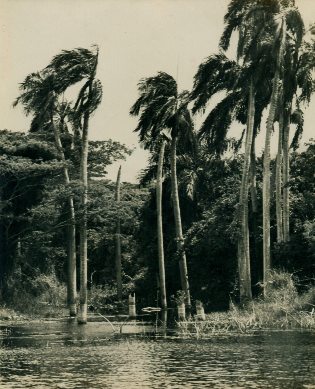 The native Royal Palms (Roystonea borinquena) on St. Croix were common on estates like Castle Burke. The Castle Burke park site was naturally blessed with an abundance of water, rich soil, a freshwater pond, a wildlife haven, and natural botanical gardens along two great waterways -Bethlehem and Castle Burke - but both streams are contaminated today with human pollutants. (Image courtesy Olasee Davis)