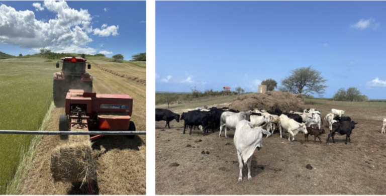 Drought Conditions Improve Across Puerto Rico and the USVI