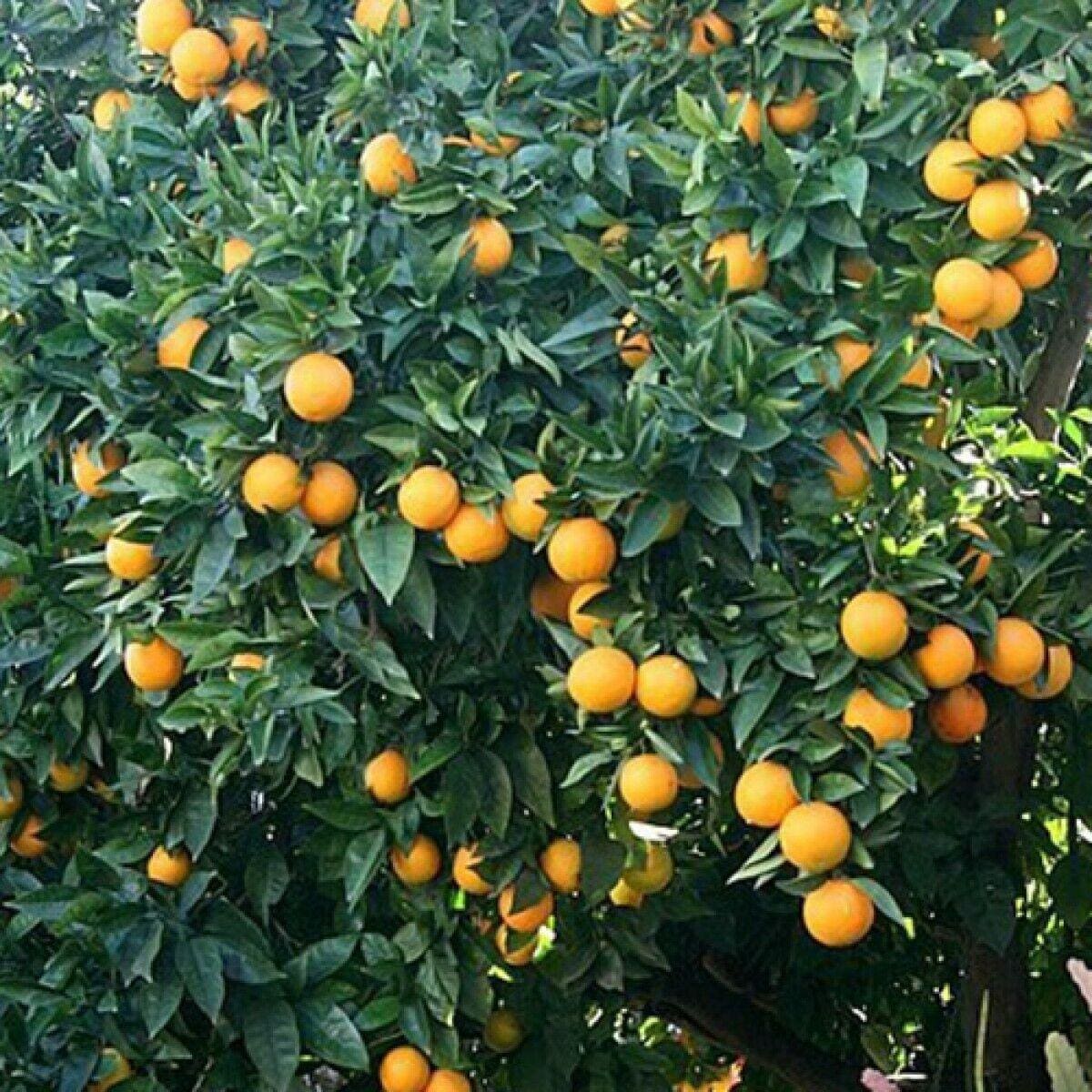 The Valencia orange was one of the varieties that selected to grow on St. Croix. The scope of the project was to establish and maintain 2,500 acres of orange groves on suitable sugar cane land to be leased from the Virgin Islands Corporation (VICORP) for a minimum period of 50 years. (Photo by Olasee Davis)