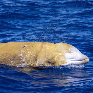 UVI Marine Scientists Prepare Skeleton of Rare Whale for Display