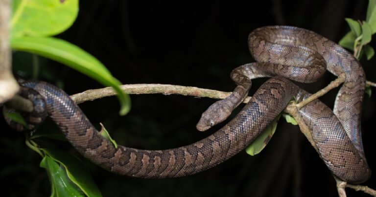 Op-Ed: Snakes in the V.I., from the Endangered to the Invasive