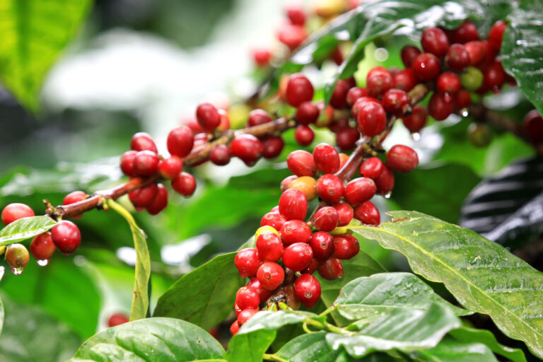 Op-Ed: Coffee’s Long History in the U.S. Virgin Islands