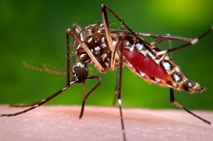 Three Dengue Cases Confirmed