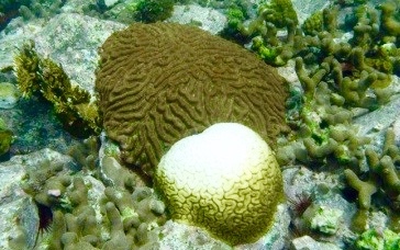 Warm Waters Cause Worldwide Coral Bleaching; V.I. Could Face Another Onslaught