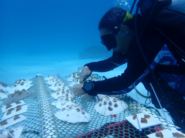 TNC USVI Coral Innovation Hub Receives NOAA’s Coral Research Center Designation