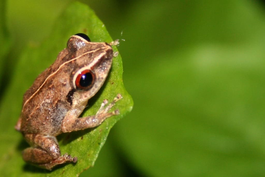 This is the Eleutherodactylus antillensis common frog in the Virgin Islands. When you hear frogs making noise in the heat of the day, rain is about to fall somewhere on the islands during the day or before the ending of the week unless the weather changes again. Frogs are good indicators of rain because their skin senses moisture in the atmosphere. (Photo courtesy Olasee Davis)