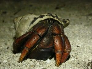 Who also depends on whelks not for food but shelter? It is the soldier crab (hermit crab), Coenobita clypeatus. (Photo courtesy Olasee Davis)