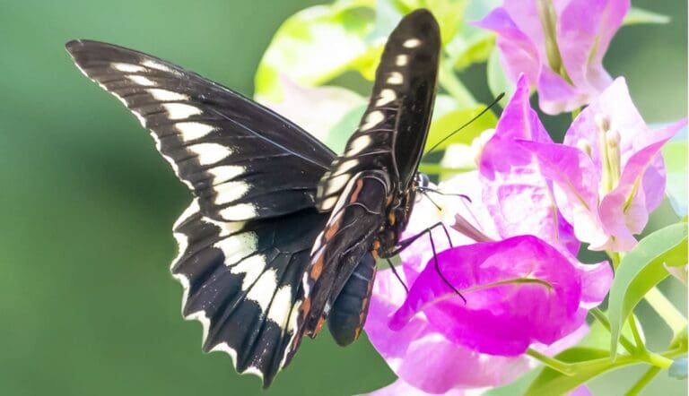 Local Swallowtail Butterflies Are Missing Their Tails