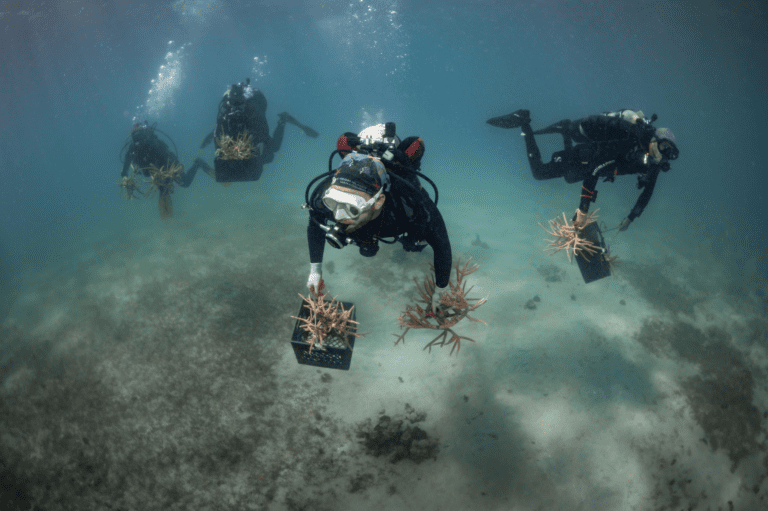UVI Offers New Graduate Degree in Marine & Environmental Science, Seeks Applicants and Internship Partners