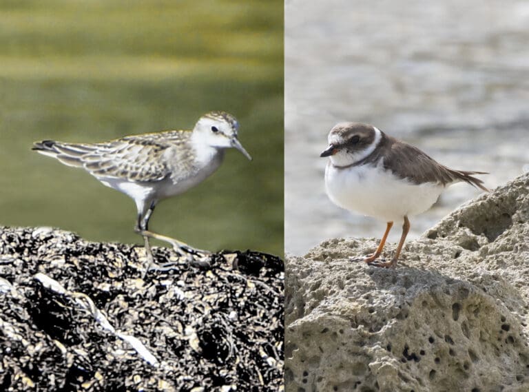 Semipalmated Sandpipers and Plovers Are Showing Up at Virgin Islands Beaches