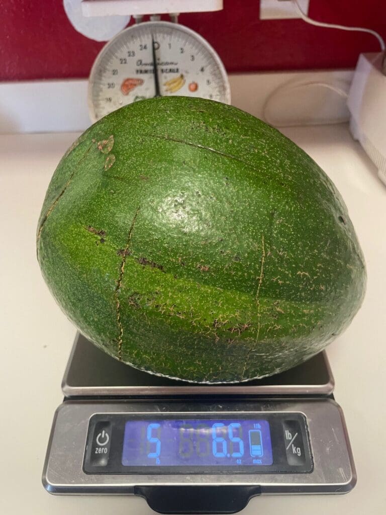 Possible Record-Breaking Avocado Grown on St. Croix
