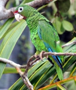 The Puerto Rican parrot, also known as the Iguaca, is the last remaining species of parrot native to U.S. territory. The St. Croix parrot could have been a subspecies or related species to the Puerto Rican parrot. (Photo by U.S. Fish & Wildlife Service)
